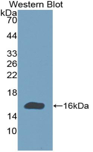 Polyclonal Antibody to Bone Morphogenetic Protein 9 (BMP9)