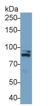 Polyclonal Antibody to Signal Transducer And Activator Of Transcription 1 (STAT1)