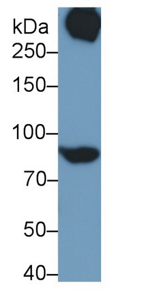 Polyclonal Antibody to Signal Transducer And Activator Of Transcription 3 (STAT3)