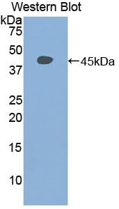 Polyclonal Antibody to Signal Transducer And Activator Of Transcription 3 (STAT3)