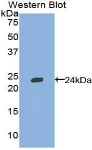 Polyclonal Antibody to Tumor Necrosis Factor Ligand Superfamily, Member 13 (TNFSF13)