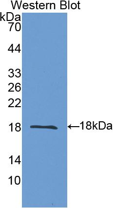 Polyclonal Antibody to Tumor Necrosis Factor Ligand Superfamily, Member 13 (TNFSF13)