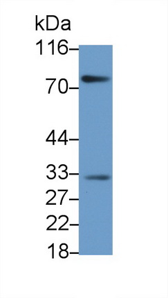 Polyclonal Antibody to Tumor Necrosis Factor Ligand Superfamily, Member 13 (TNFSF13)