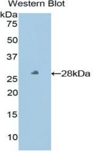 Polyclonal Antibody to Major Histocompatibility Complex Class I E (MHCE)