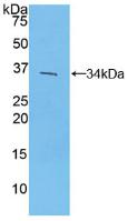 Polyclonal Antibody to Interferon Regulatory Factor 4 (IRF4)