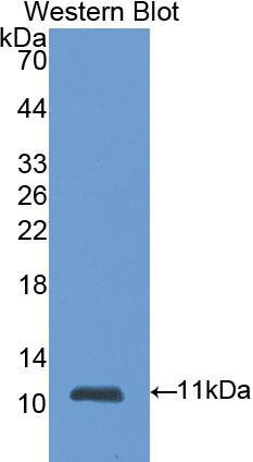 Polyclonal Antibody to S100 Calcium Binding Protein A6 (S100A6)