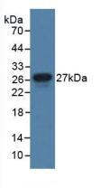 Polyclonal Antibody to Junctional Adhesion Molecule 1 (JAM1)