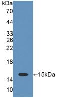 Polyclonal Antibody to Cluster Of Differentiation 7 (CD7)