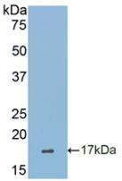 Polyclonal Antibody to Sialic Acid Binding Ig Like Lectin 7 (SIGLEC7)