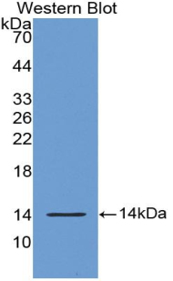 Biotin-Linked Polyclonal Antibody to S100 Calcium Binding Protein A9 (S100A9)