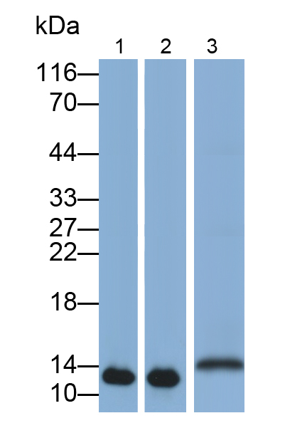 Polyclonal Antibody to S100 Calcium Binding Protein A9 (S100A9)