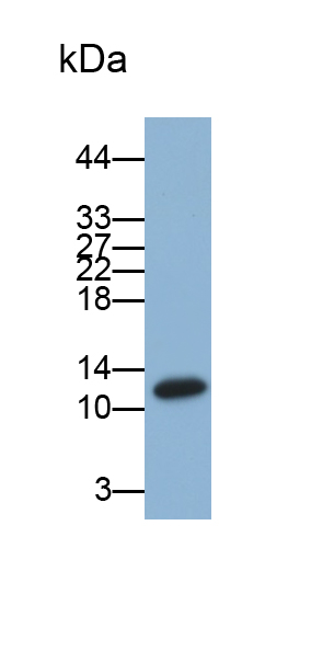 Polyclonal Antibody to Serum Amyloid A2 (SAA2)