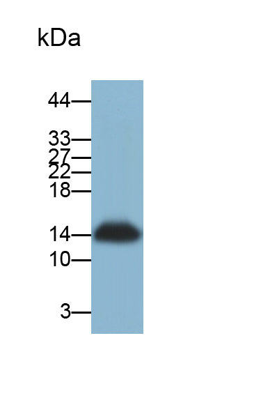 Polyclonal Antibody to Serum Amyloid A2 (SAA2)