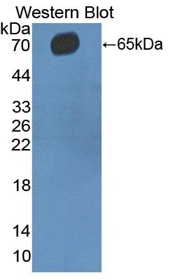 Polyclonal Antibody to Cluster Of Differentiation 5 (CD5)