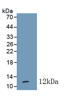 Polyclonal Antibody to Regenerating Islet Derived Protein 4 (REG4)