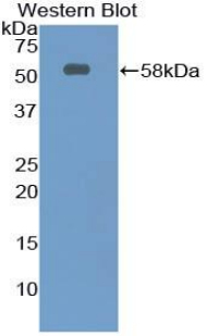 Polyclonal Antibody to Netrin 1 (Ntn1)