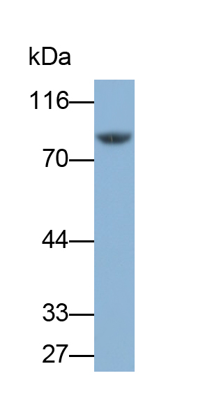 Polyclonal Antibody to Transglutaminase 2 (TGM2)