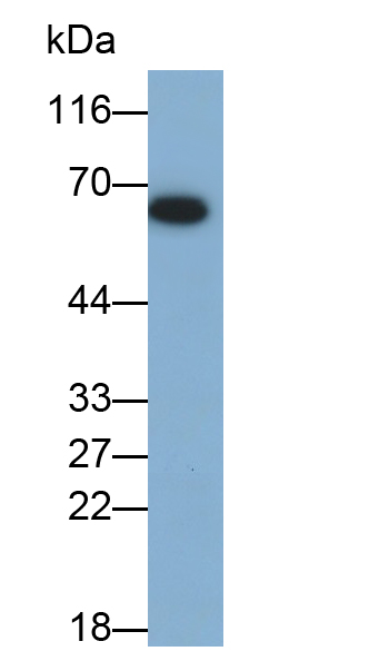 Polyclonal Antibody to Hedgehog Homolog, Sonic (SHH)