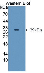 FITC-Linked Polyclonal Antibody to Complement Factor D (CFD)