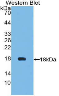 Polyclonal Antibody to Vascular Endothelial Growth Factor 121 (VEGF121)