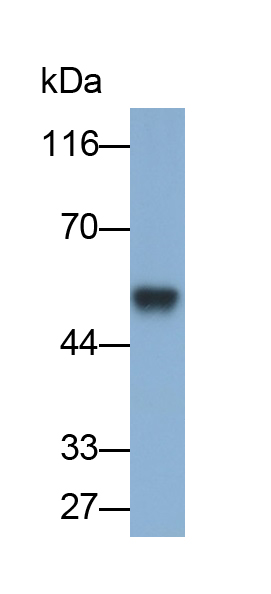 Polyclonal Antibody to Matrix Metalloproteinase 19 (MMP19)