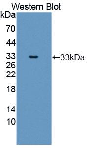 Polyclonal Antibody to Matrix Metalloproteinase 20 (MMP20)