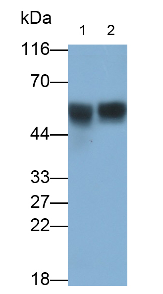 Polyclonal Antibody to Lectin Like Oxidized Low Density Lipoprotein Receptor 1 (LOX1)