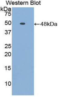 Polyclonal Antibody to Fetuin B (FETUB)