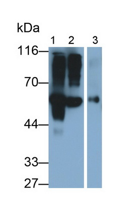Polyclonal Antibody to Fetuin B (FETUB)