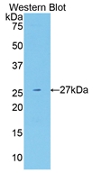 Polyclonal Antibody to Neuregulin 1 (NRG1)