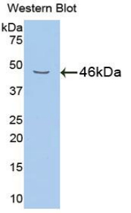 Polyclonal Antibody to Neuregulin 1 (NRG1)