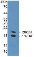 Polyclonal Antibody to Neuregulin 1 (NRG1)