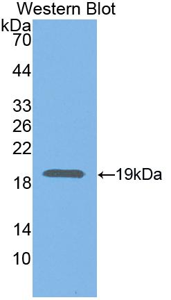 Polyclonal Antibody to Neuregulin 1 (NRG1)