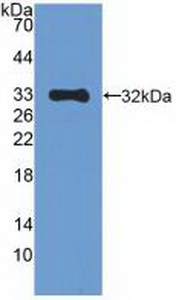 Polyclonal Antibody to Mitogen Activated Protein Kinase 10 (MAPK10)