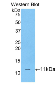 Polyclonal Antibody to Cluster Of Differentiation 3d (CD3d)