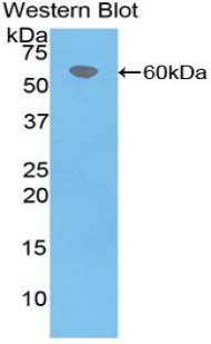 Polyclonal Antibody to Coagulation Factor VII (F7)