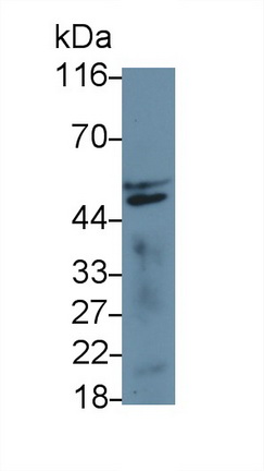 Polyclonal Antibody to Coagulation Factor VII (F7)