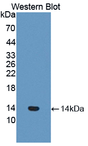 Polyclonal Antibody to Coagulation Factor VII (F7)