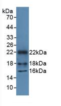 Polyclonal Antibody to High Mobility Group Nucleosome Binding Domain Protein 1 (HMGN1)