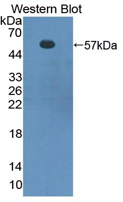 Polyclonal Antibody to Forkhead Box P3 (FOXP3)