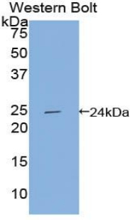 Polyclonal Antibody to Apolipoprotein F (APOF)