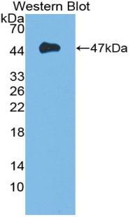 Polyclonal Antibody to Fibroblast Growth Factor 10 (FGF10)