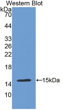 Polyclonal Antibody to Cadherin, Heart (CDHH)