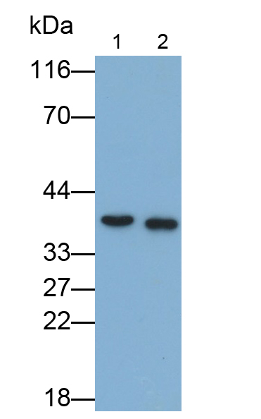 Polyclonal Antibody to Glycoprotein VI (GP6)