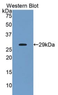 Polyclonal Antibody to Angiopoietin Like Protein 2 (ANGPTL2)