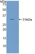 Polyclonal Antibody to Angiopoietin Like Protein 2 (ANGPTL2)