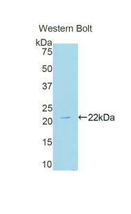 Polyclonal Antibody to NADPH Oxidase 4 (NOX4)