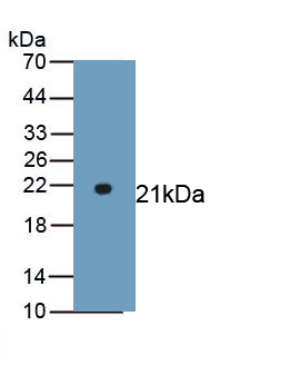Polyclonal Antibody to NADPH Oxidase 4 (NOX4)
