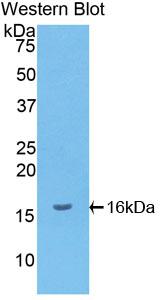 Polyclonal Antibody to Monokine Induced By Interferon Gamma (MIg)