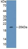 Polyclonal Antibody to Fumarase (FUM)